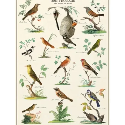 Cavallini Vintage Art Poster - Ornithologie - Little Painter Art | Exploring the Endless Possibilities of Art Best Sale